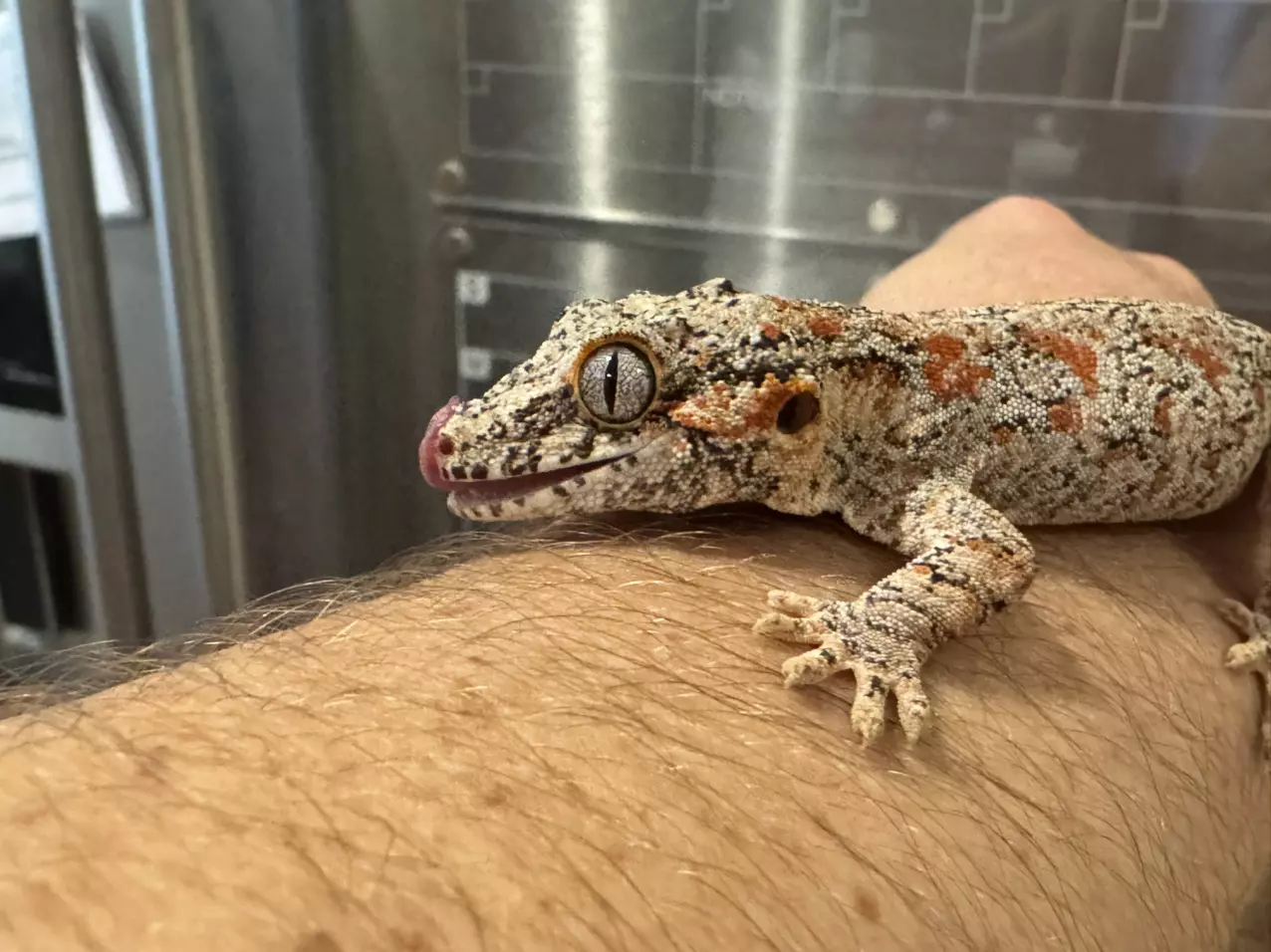 plant/GeminiGeckos 🦎-0