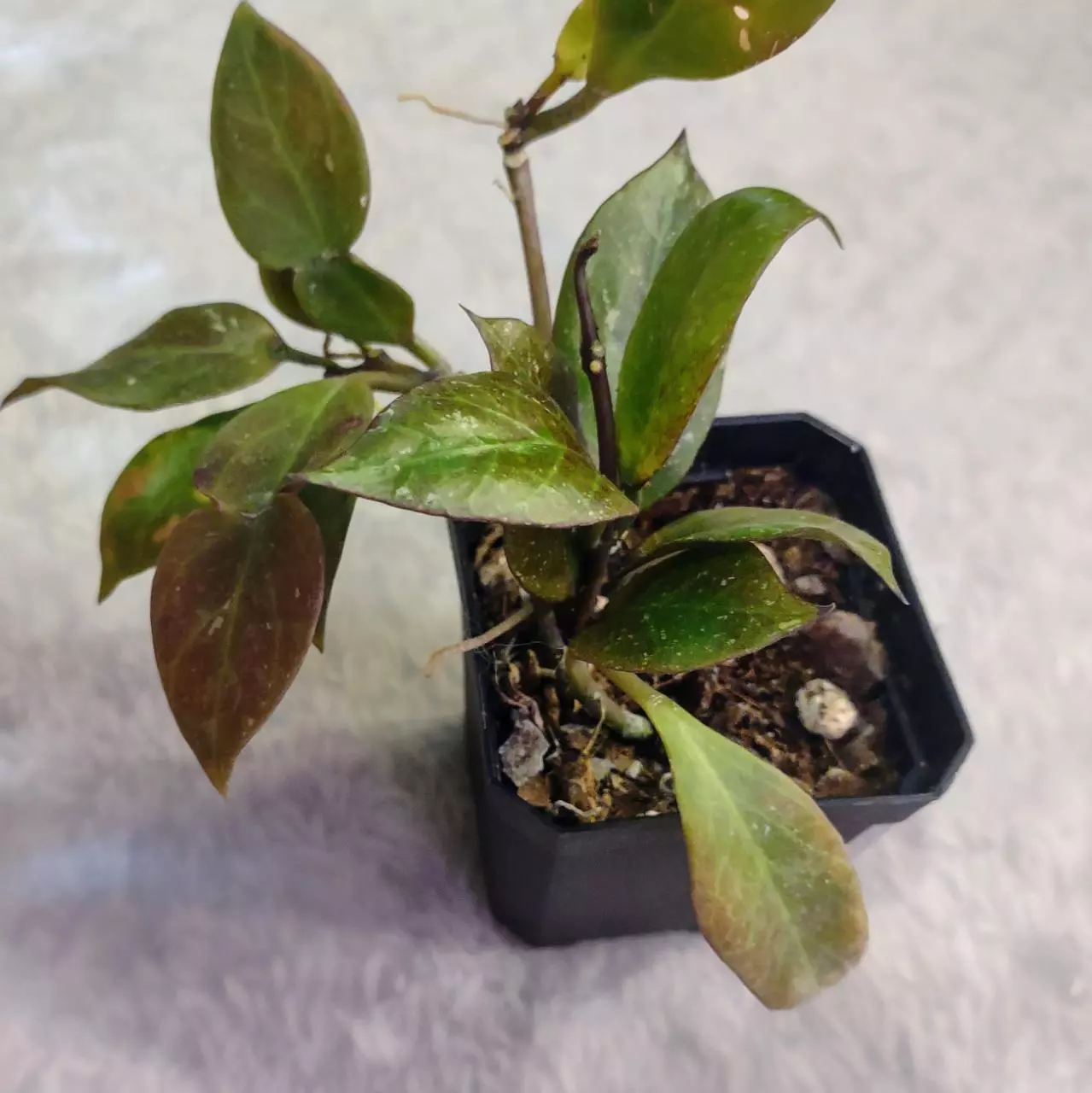 plant/Hoya Sunrise 🌞 (#129)-3