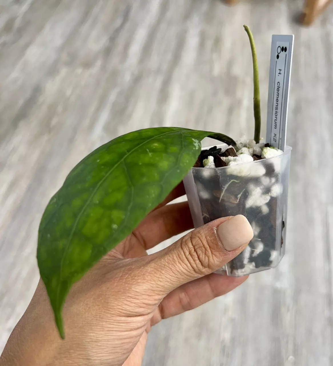plant/Hoya Clemensiorum K2-1
