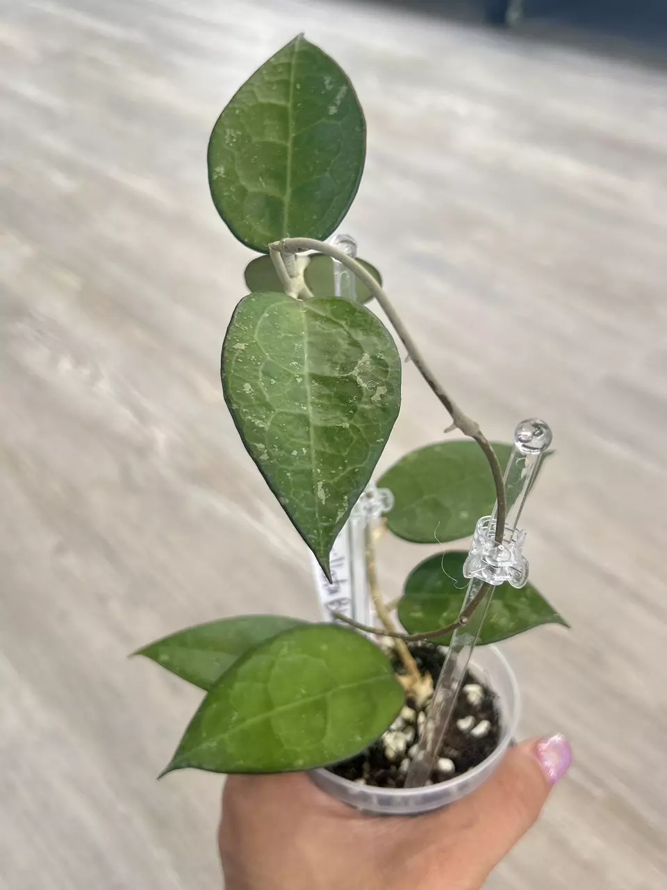 plant/Hoya Black Margin Splash-2