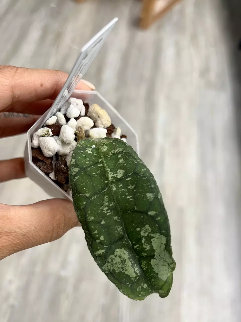 plant/Hoya Clemensiorum sp. Aceh NAPC031-2