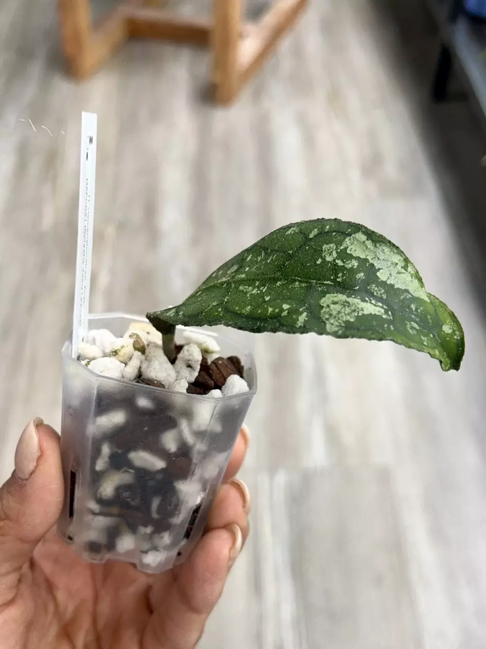 plant/Hoya Clemensiorum sp. Aceh NAPC031-1