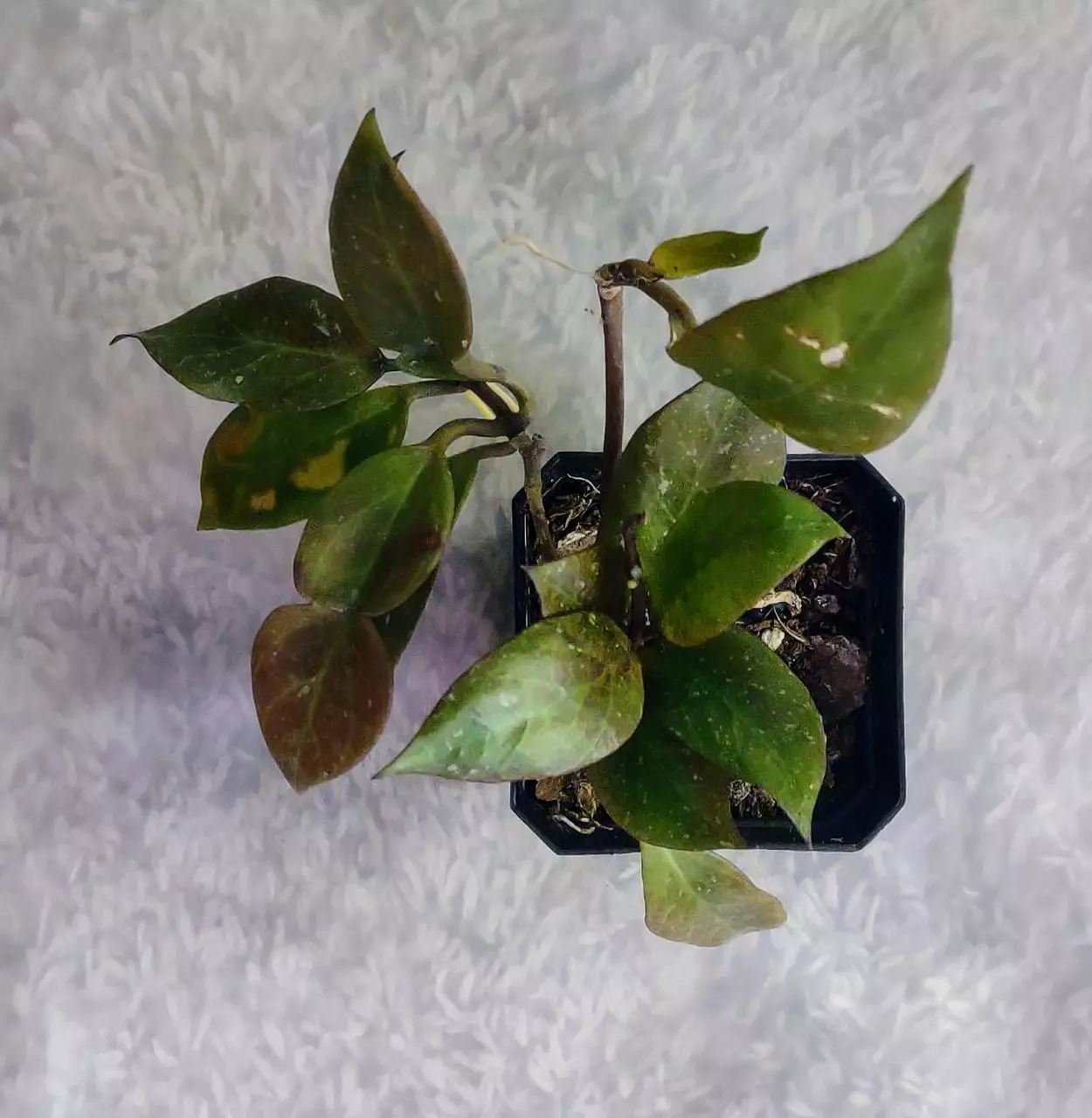 plant/Hoya Sunrise 🌞 (#129)-1