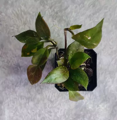 plant/Hoya Sunrise 🌞 (#129)-1-thumbnail