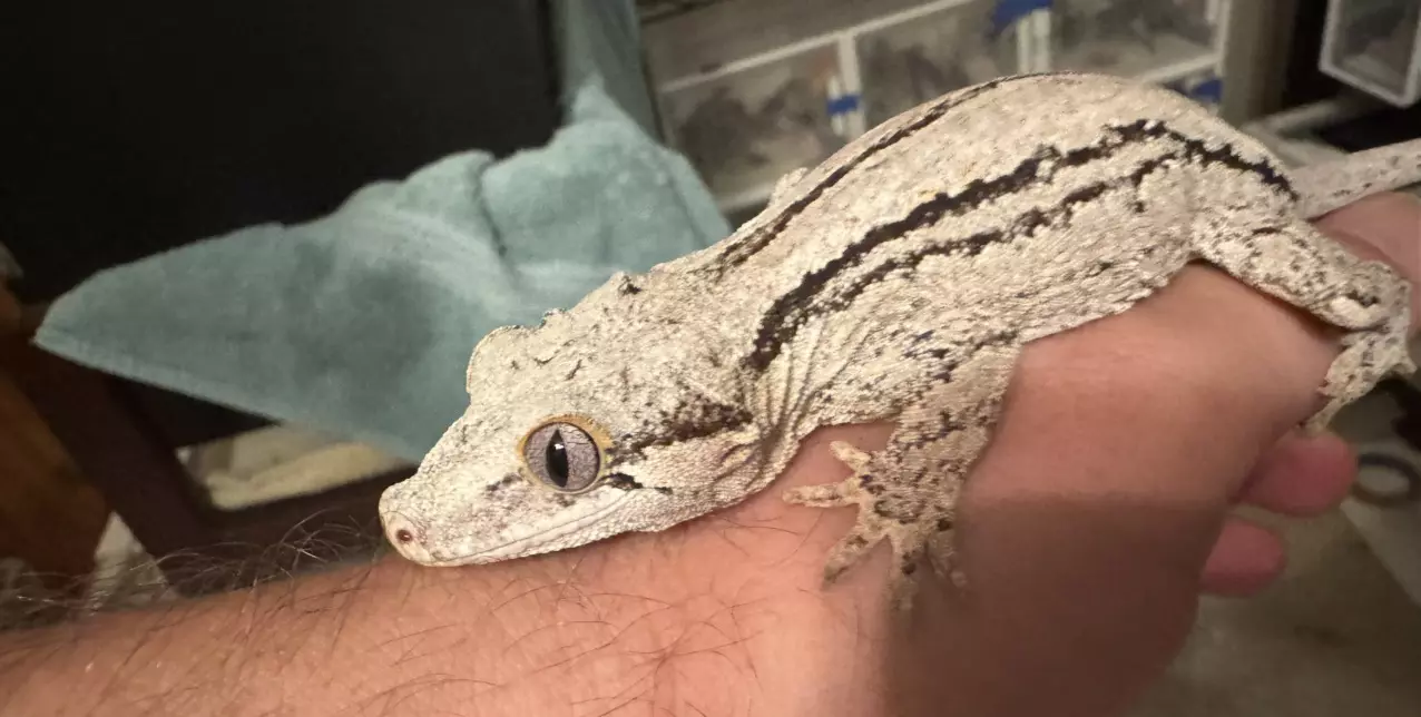 plant/GeminiGeckos 🦎-1