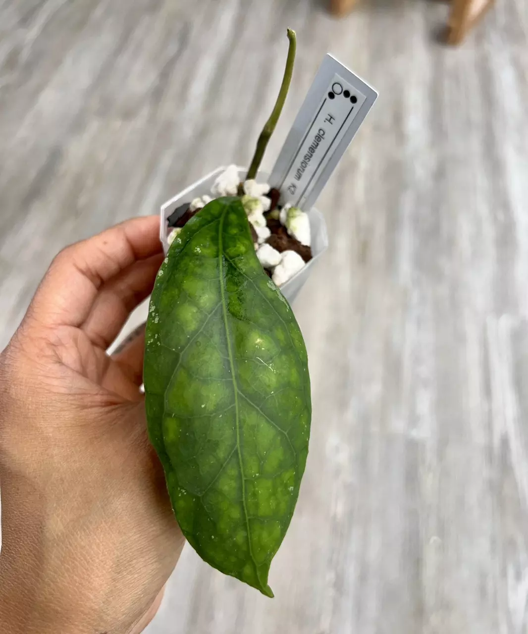 plant/Hoya Clemensiorum K2-0