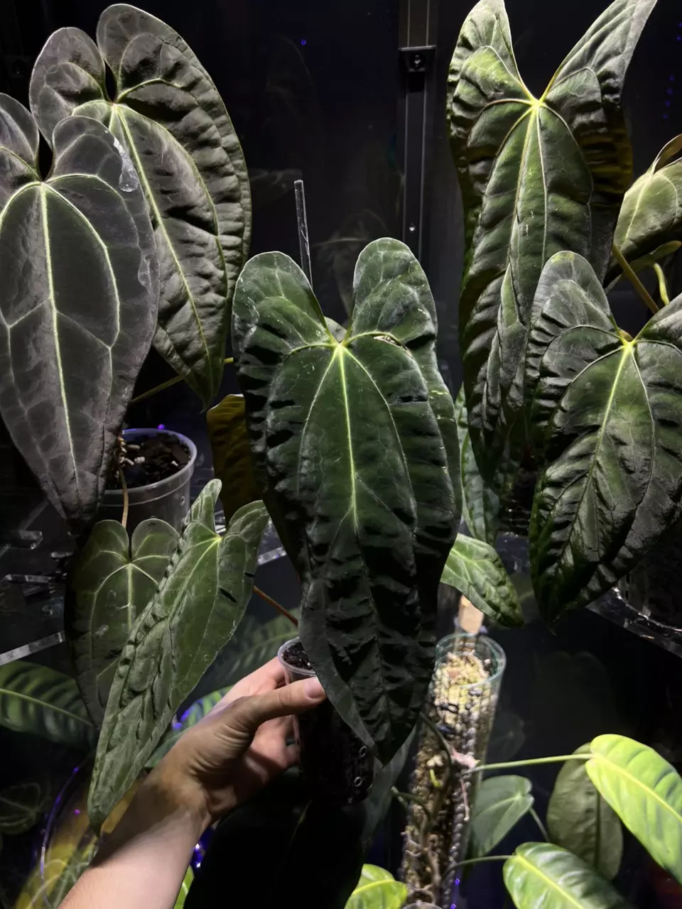 plant/Anthurium Ree Gardens x LongxLongBullet-2