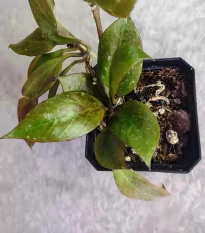 plant/Hoya Sunrise 🌞 (#129)-2-thumbnail