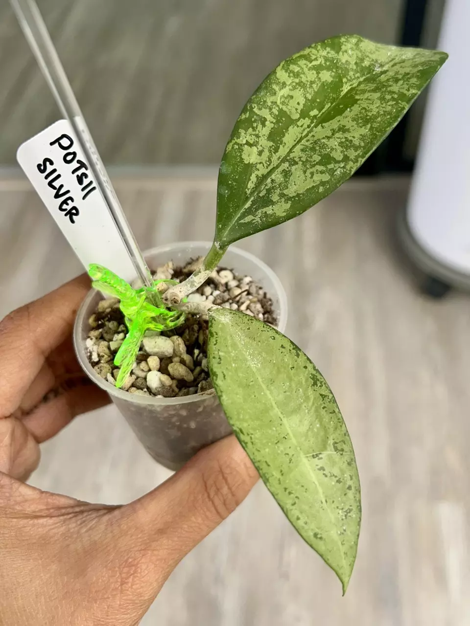 plant/Hoya Potsii Silver-0