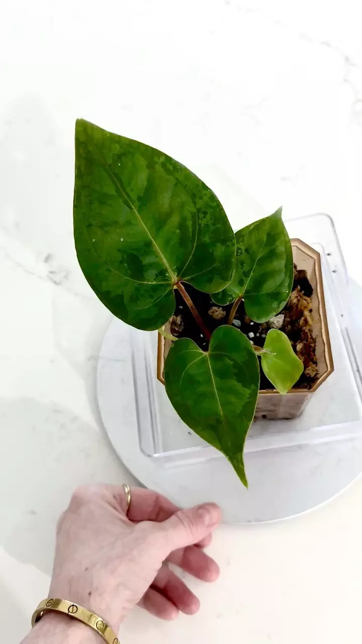 plant/Anthurium Tim’s Black-Cerrocampense x Papillilaminum-0