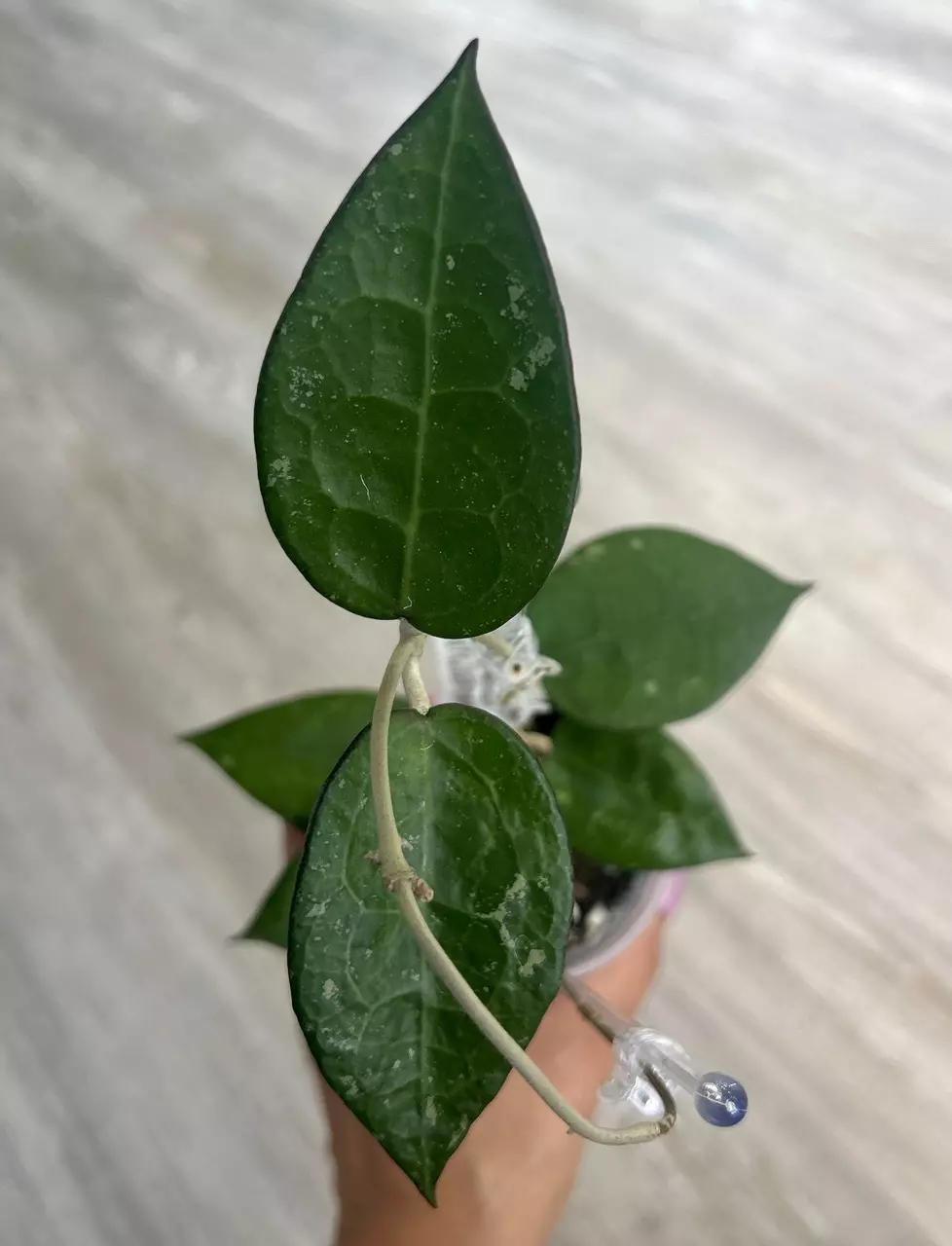 plant/Hoya Black Margin Splash-1