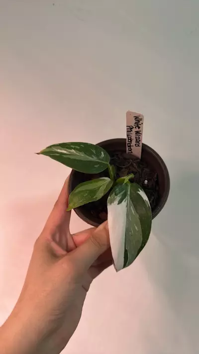 plant/White Wizard Philodendron-0-thumbnail