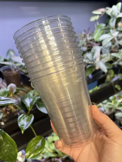 plant/Schlief Tropicals Clear Cups 16 oz - 10 pk-0-thumbnail