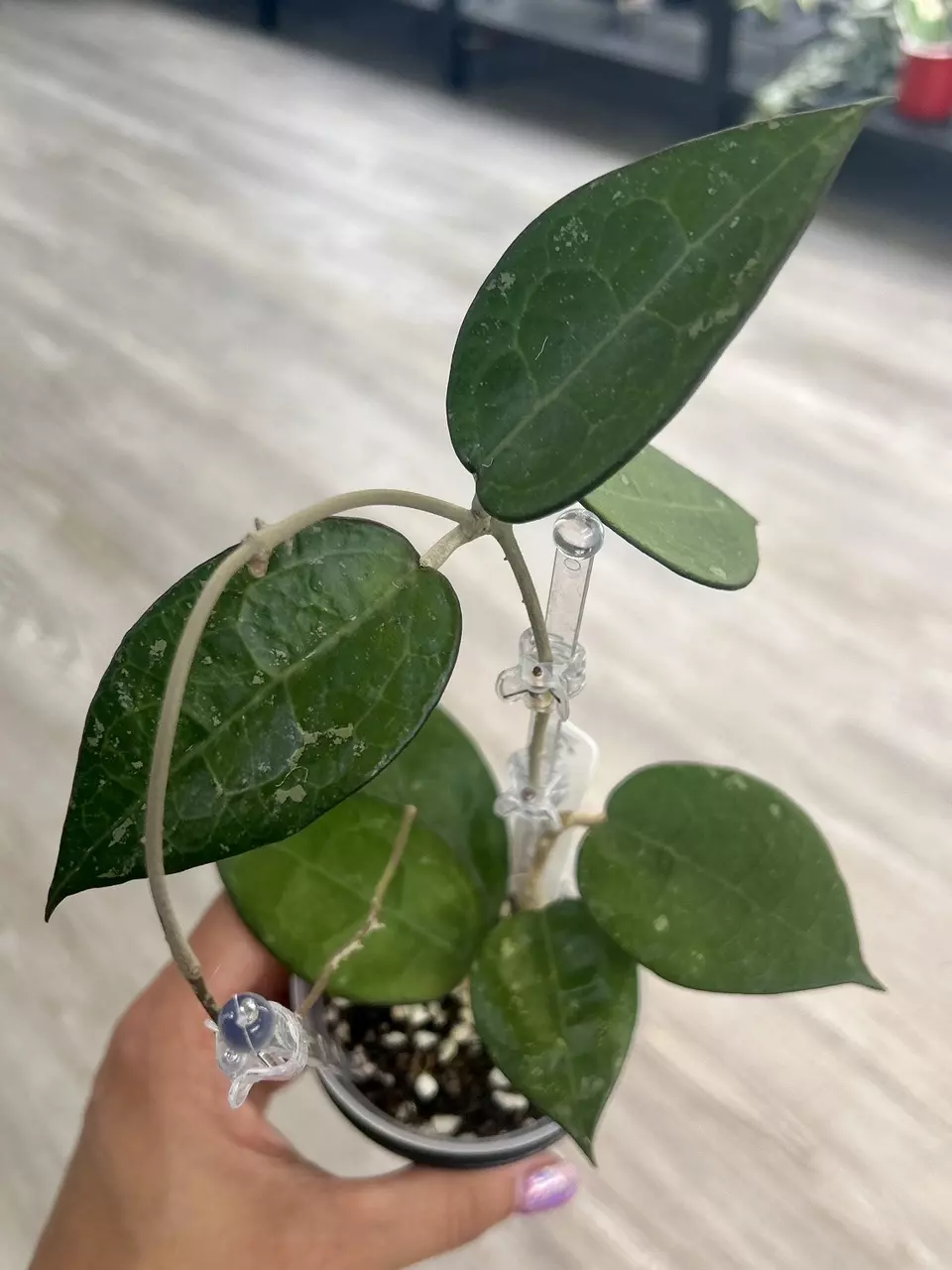 plant/Hoya Black Margin Splash-0