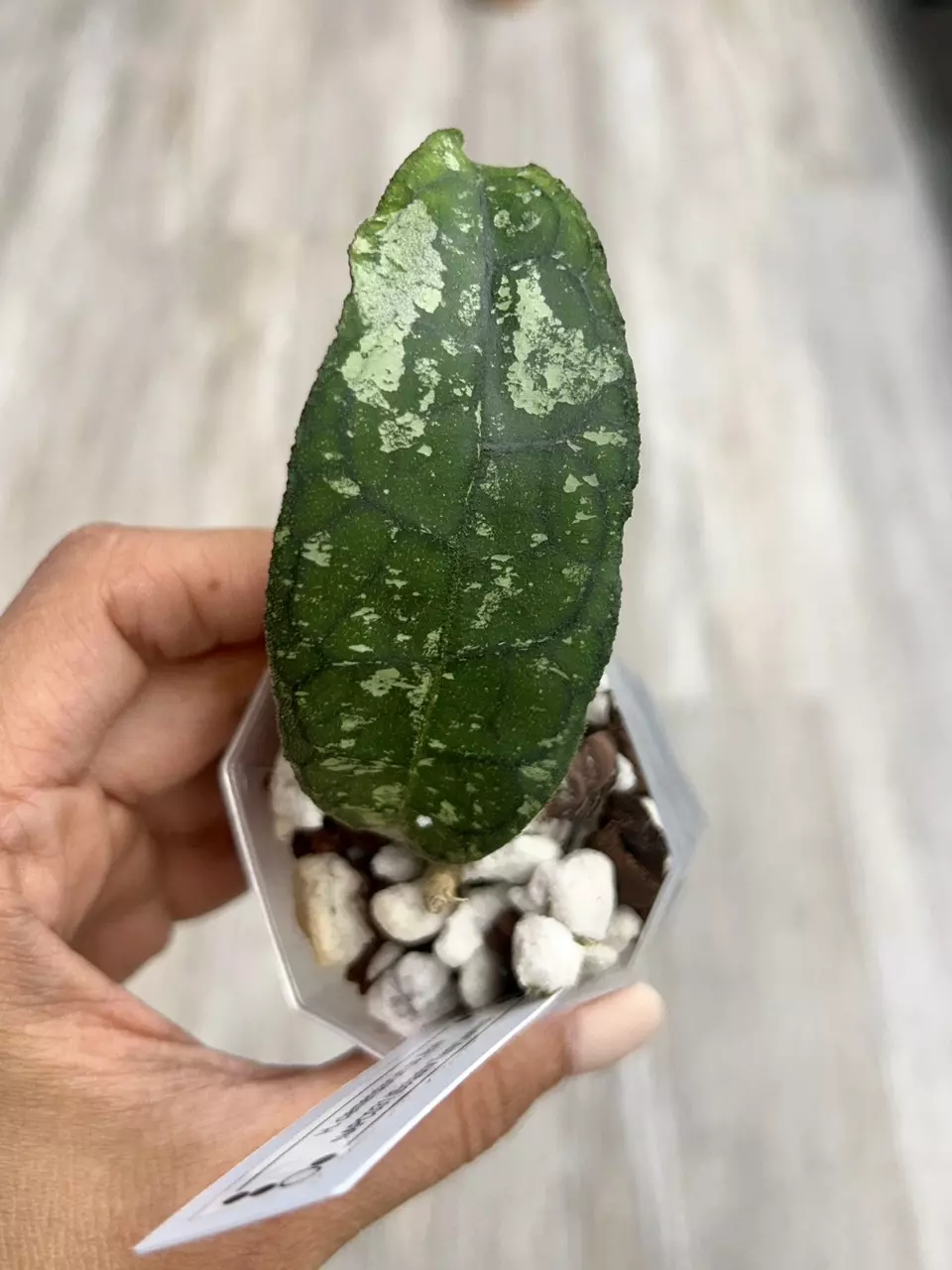 plant/Hoya Clemensiorum sp. Aceh NAPC031-0