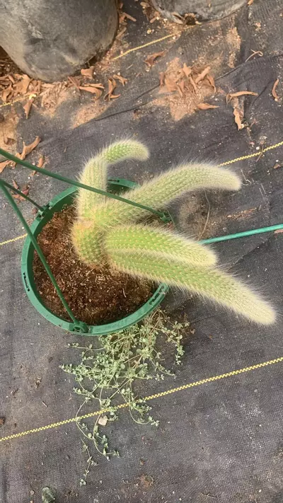 plant/6” Monkey Tail Cactus-0-thumbnail