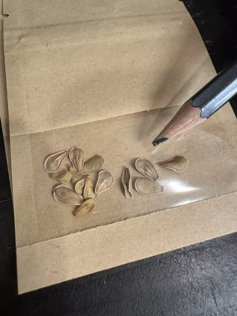 plant/10 SEEDS - Fockea edulis-1