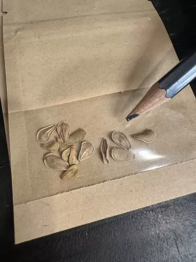 plant/10 SEEDS - Fockea edulis-1-thumbnail