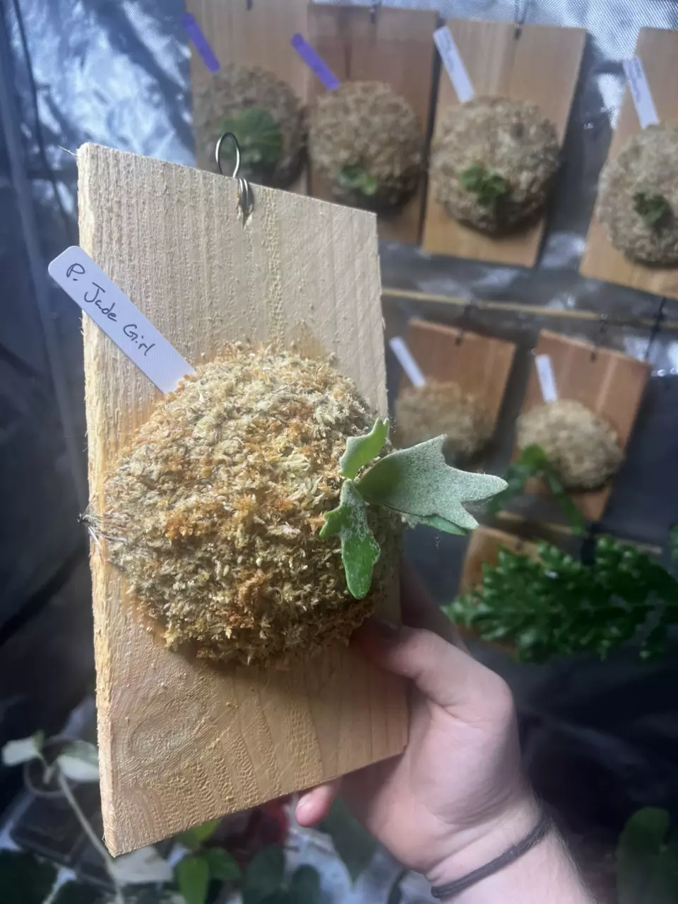 plant/Platycerium Jade Girl-1