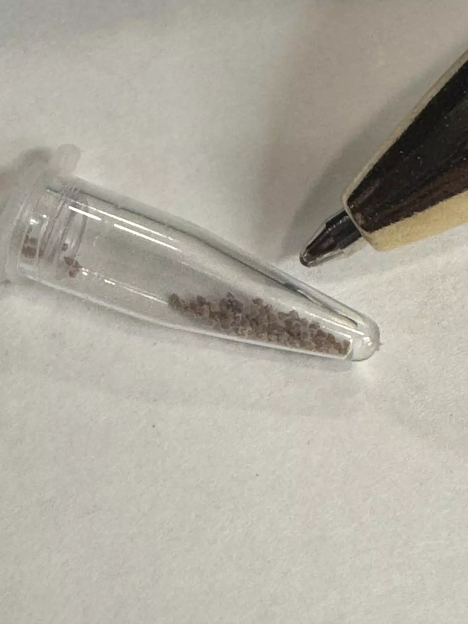 plant/SEEDS - Avonia buderiana-1