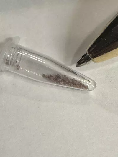 plant/SEEDS - Avonia buderiana-1-thumbnail