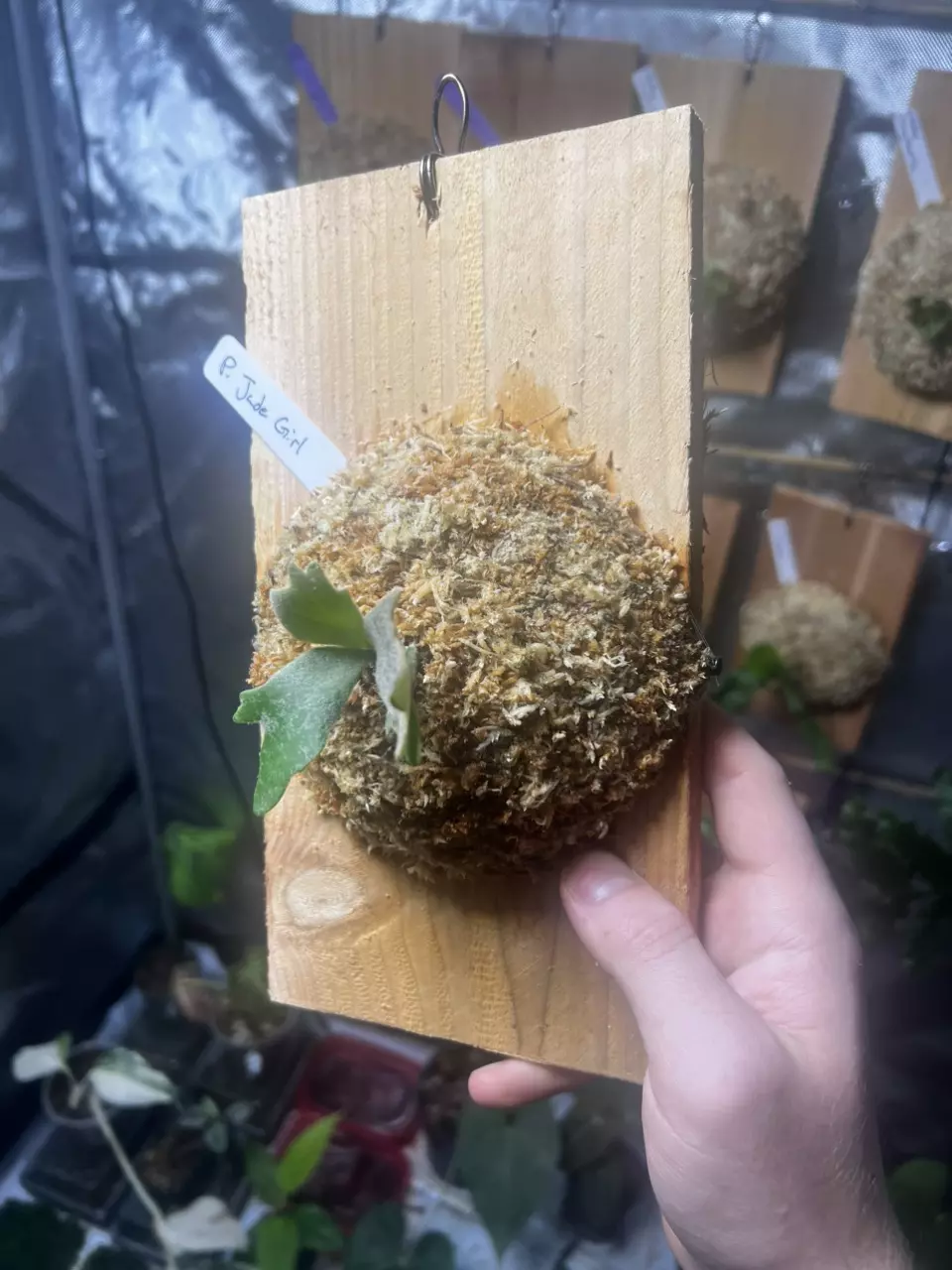 plant/Platycerium Jade Girl-2