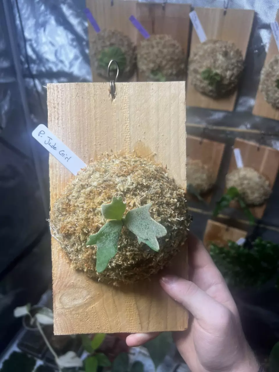 plant/Platycerium Jade Girl-0