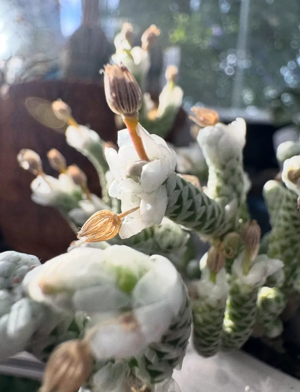 plant/SEEDS - Avonia buderiana-0