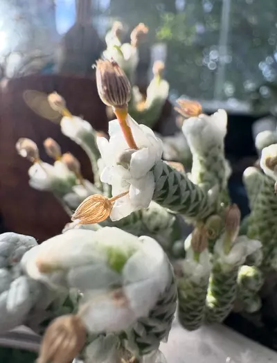 plant/SEEDS - Avonia buderiana-0-thumbnail