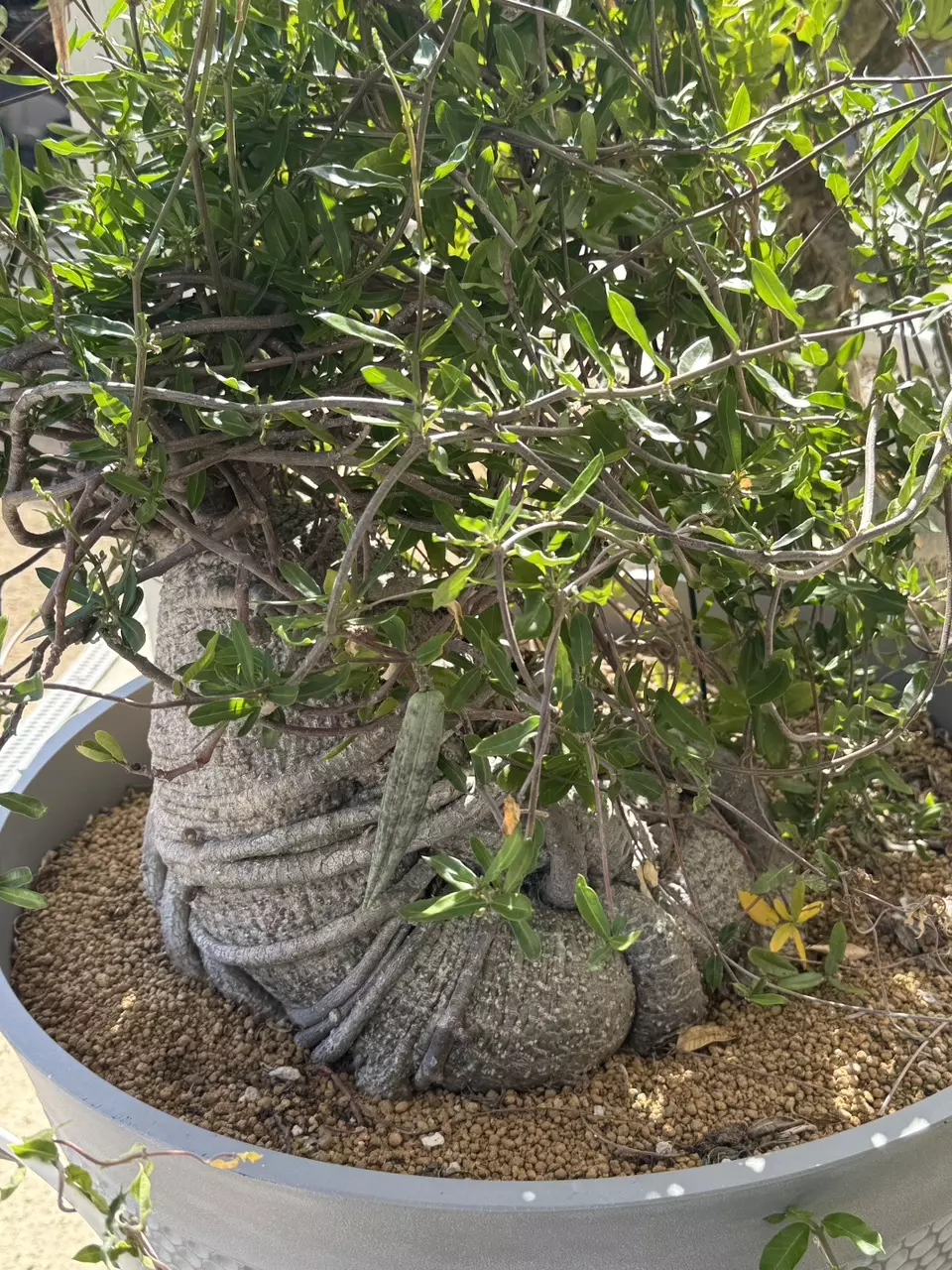 plant/10 SEEDS - Fockea edulis-0