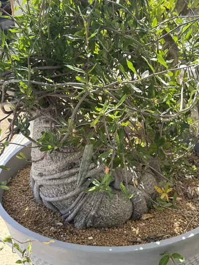 plant/10 SEEDS - Fockea edulis-0-thumbnail