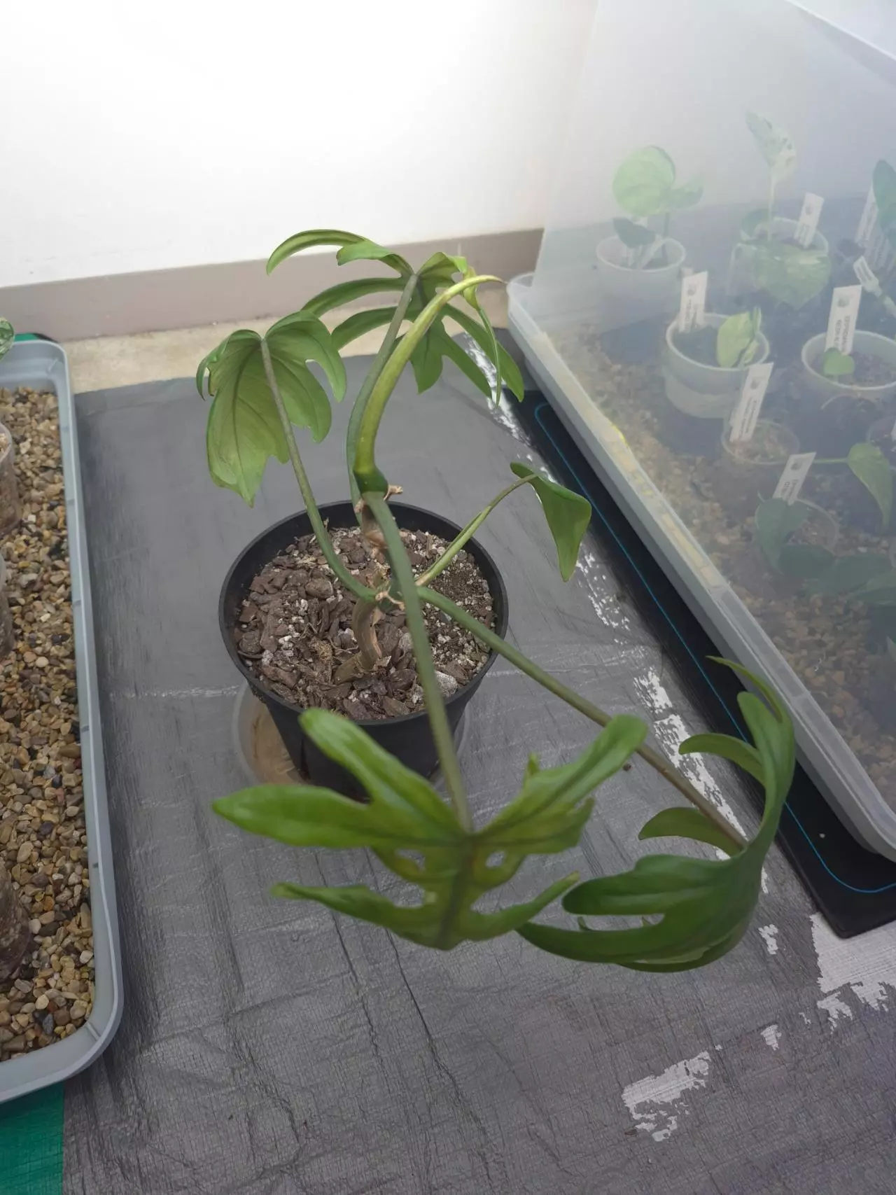 plant/Philadendron Mayoi Top Cut-2