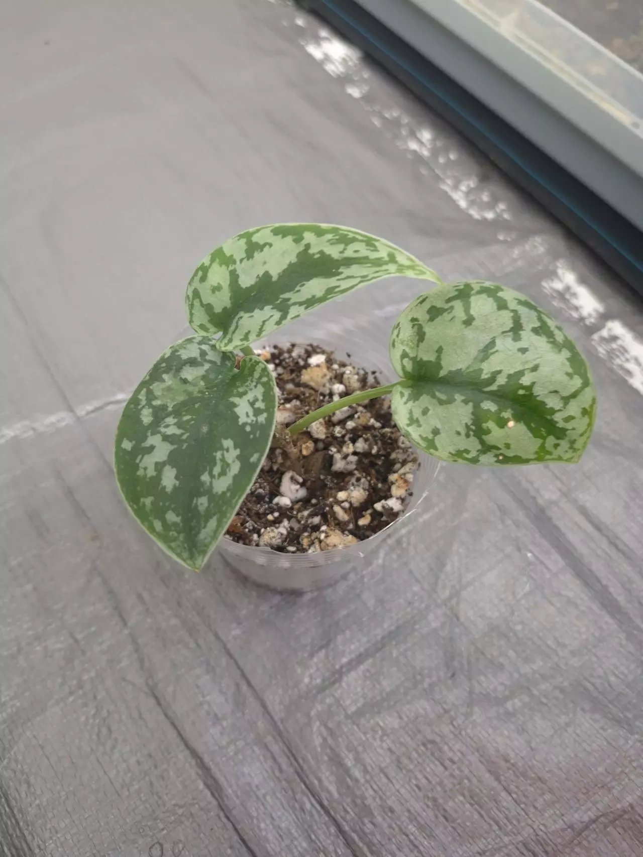 plant/Scindapsus Exotica-2