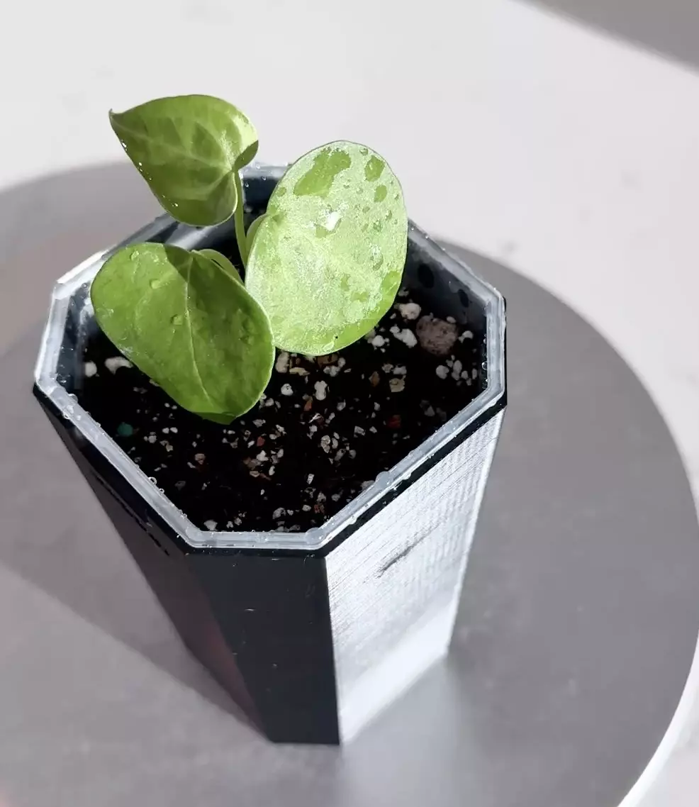 plant/Anthurium Delta Force x Ace of Spades (AOS)-0