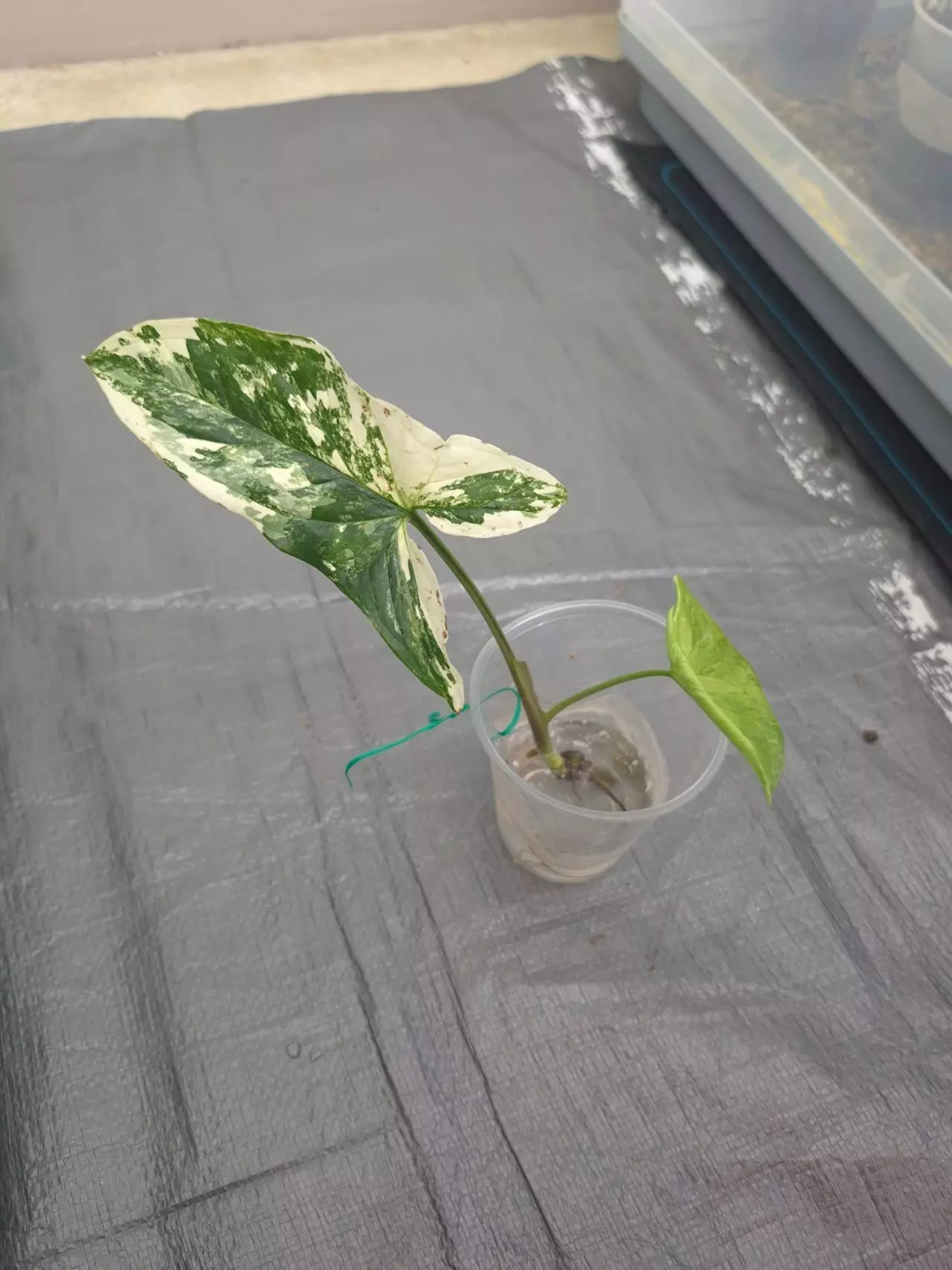 plant/Syngonium Albo 1 Leaf 🍃 cutting-0