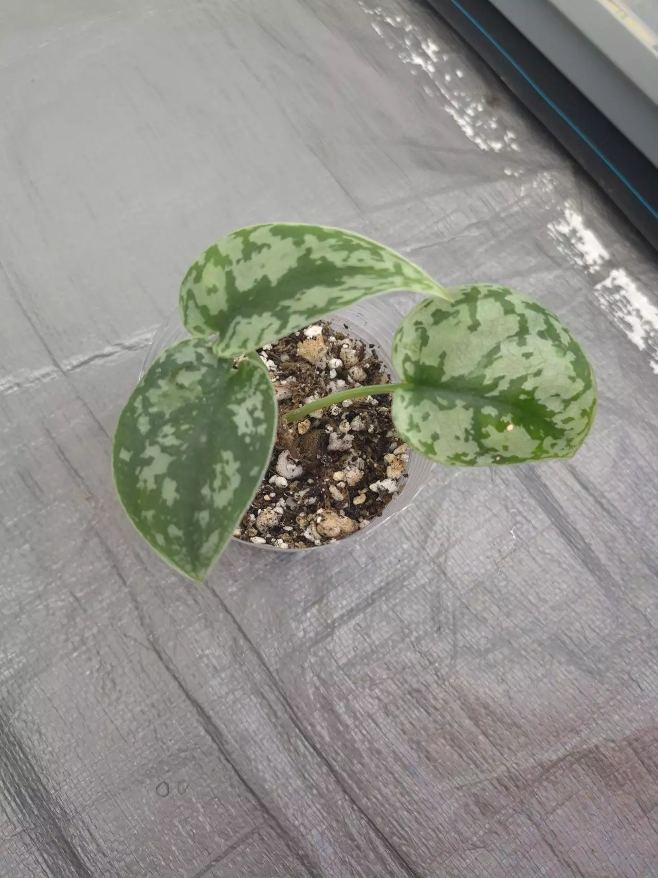 plant/Scindapsus Exotica-0