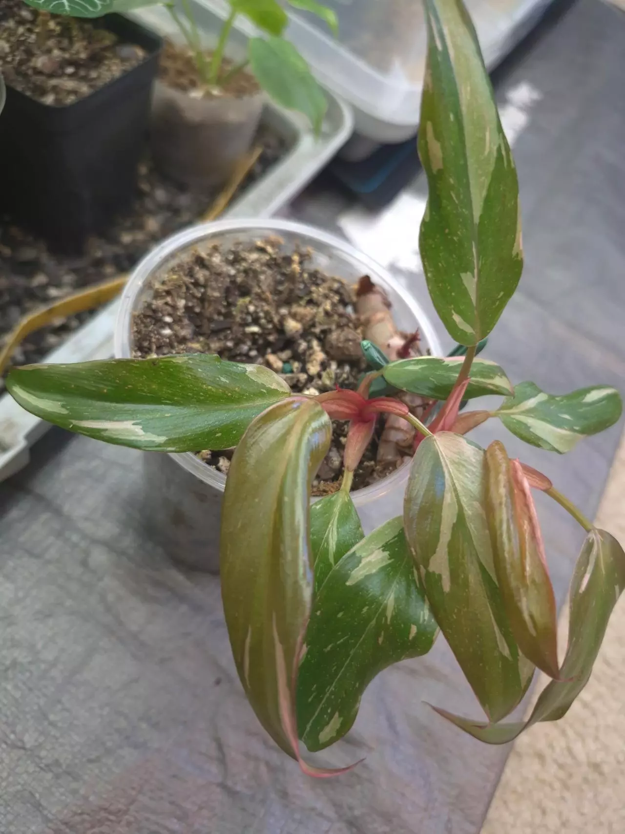 plant/Pink Princess Marble Galaxy grown from node-0