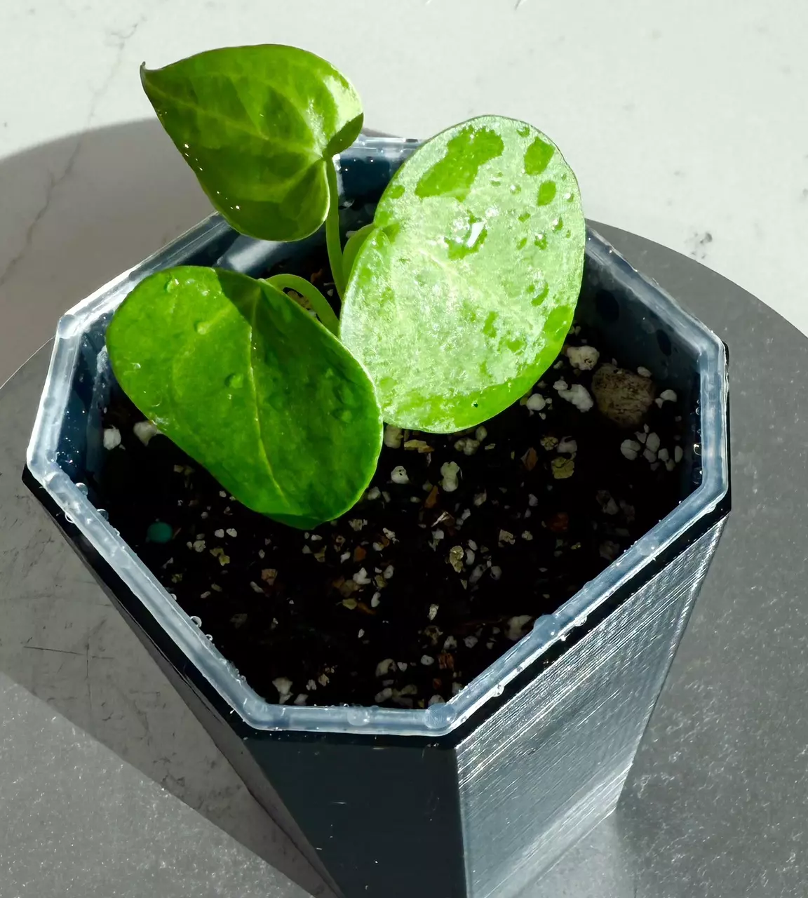 plant/Anthurium Delta Force x Ace of Spades (AOS)-1