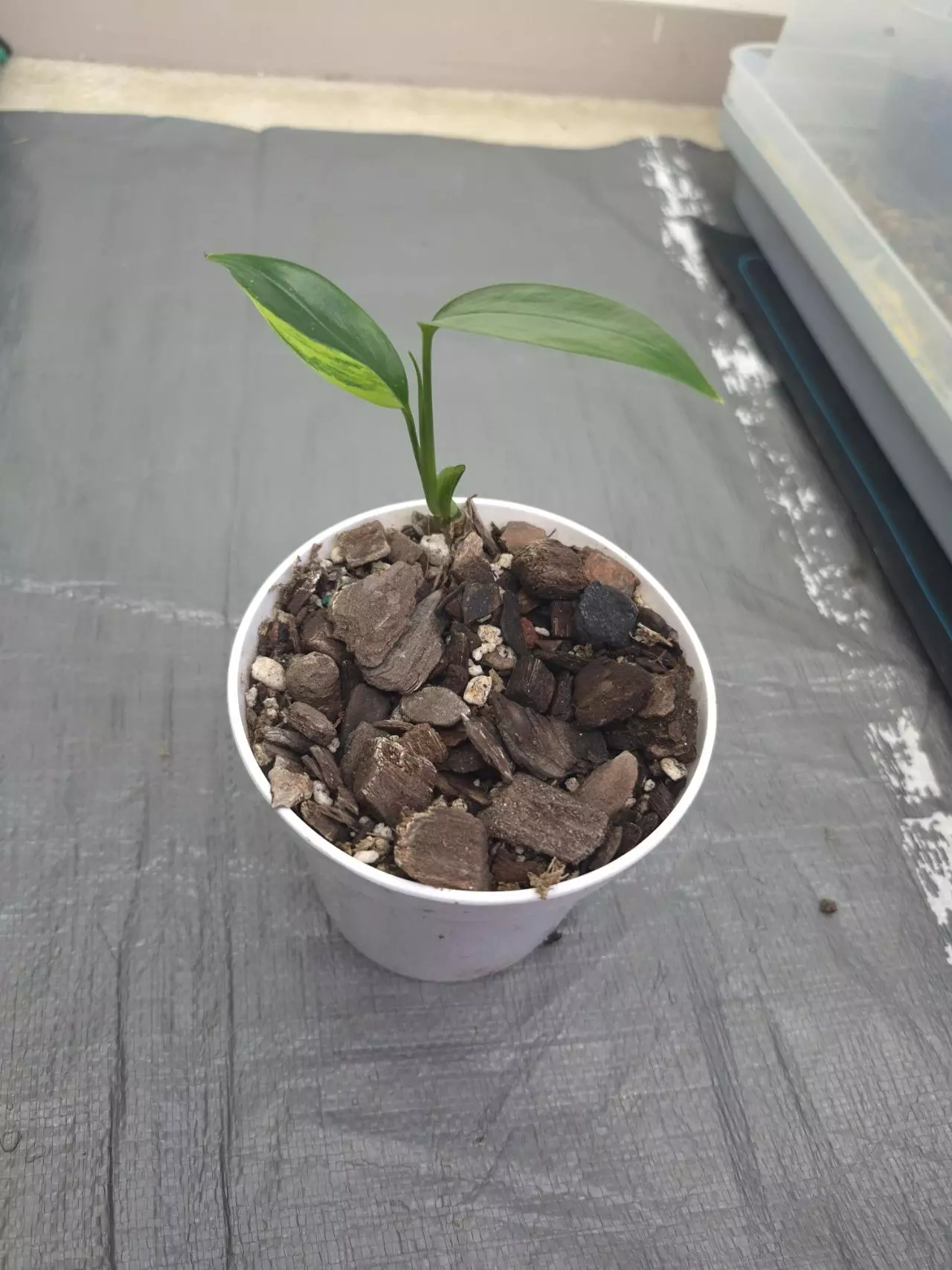 plant/Epipremnum Amplissimum Variegated-1