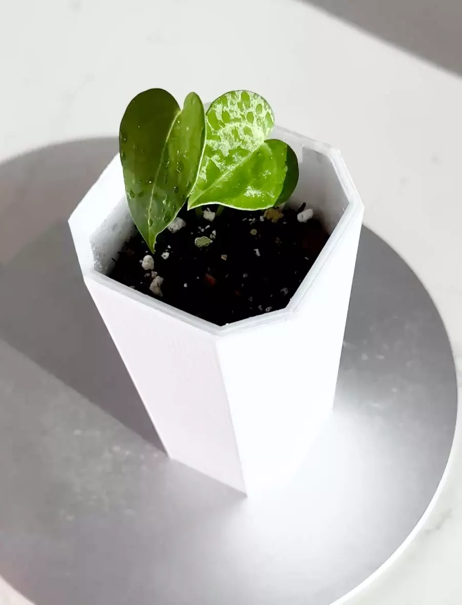 plant/Anthurium Delta Force x Queen of Hearts Seedling-0