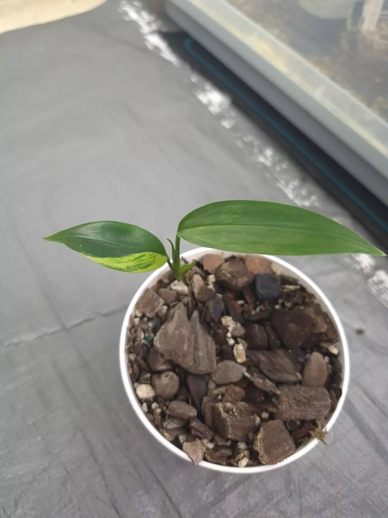 plant/Epipremnum Amplissimum Variegated-2