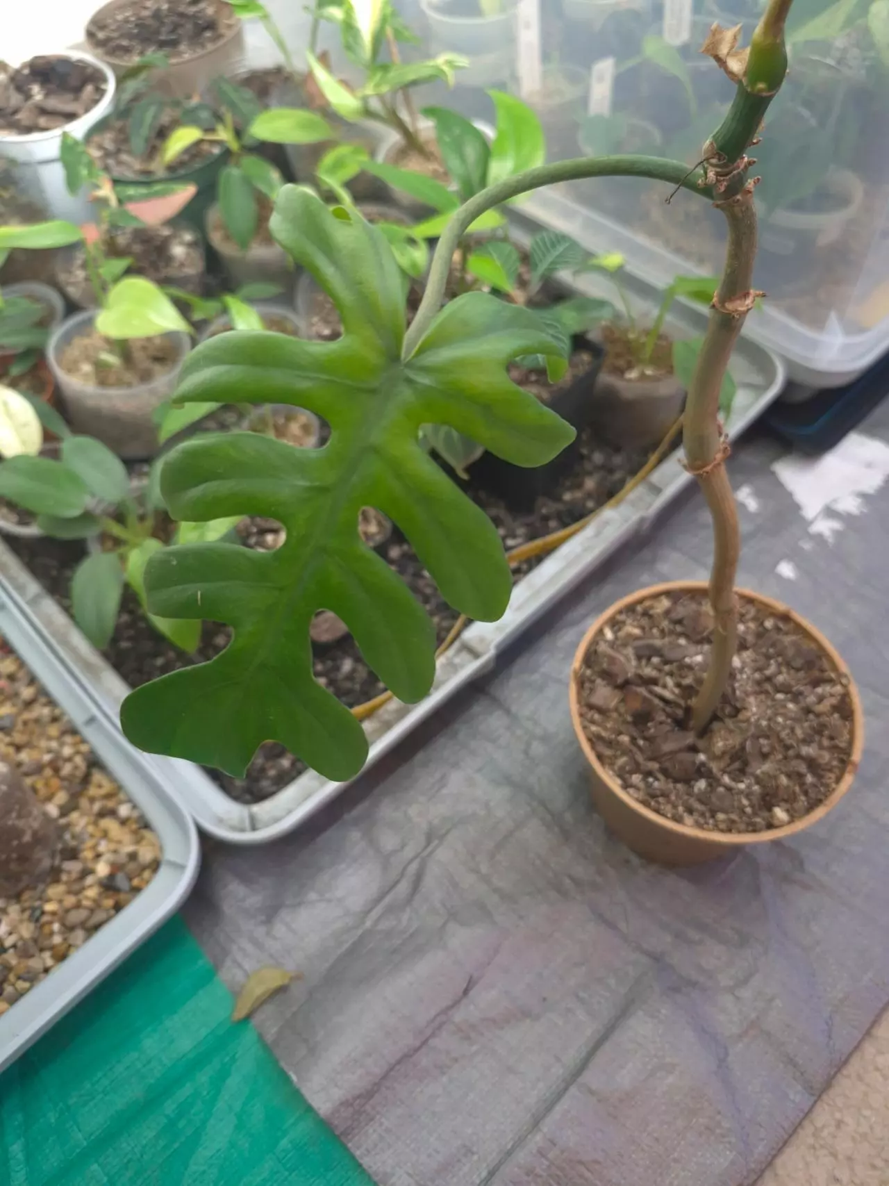 plant/Philadendron Mayoi 1 Leaf Cutting with new leaf on the way-0