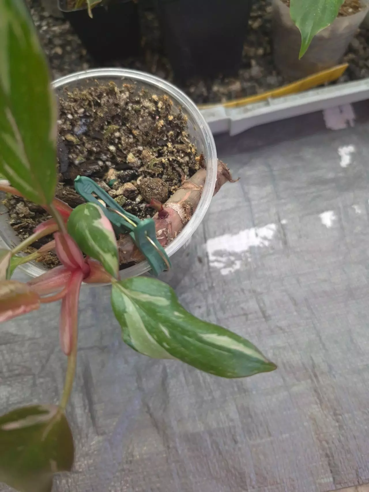 plant/Pink Princess Marble Galaxy grown from node-1