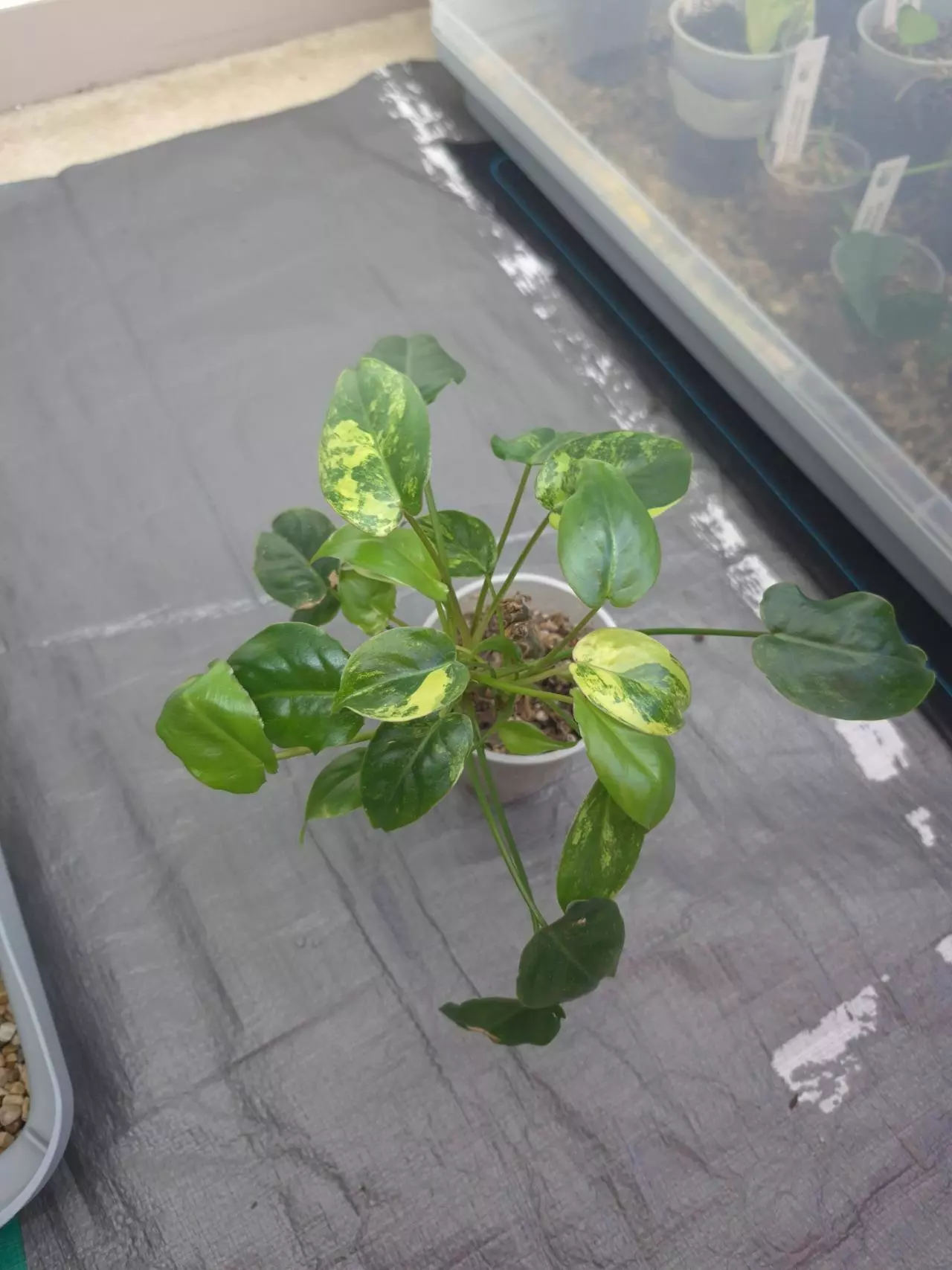 plant/Variegated Burle Marx - highly variegated-0