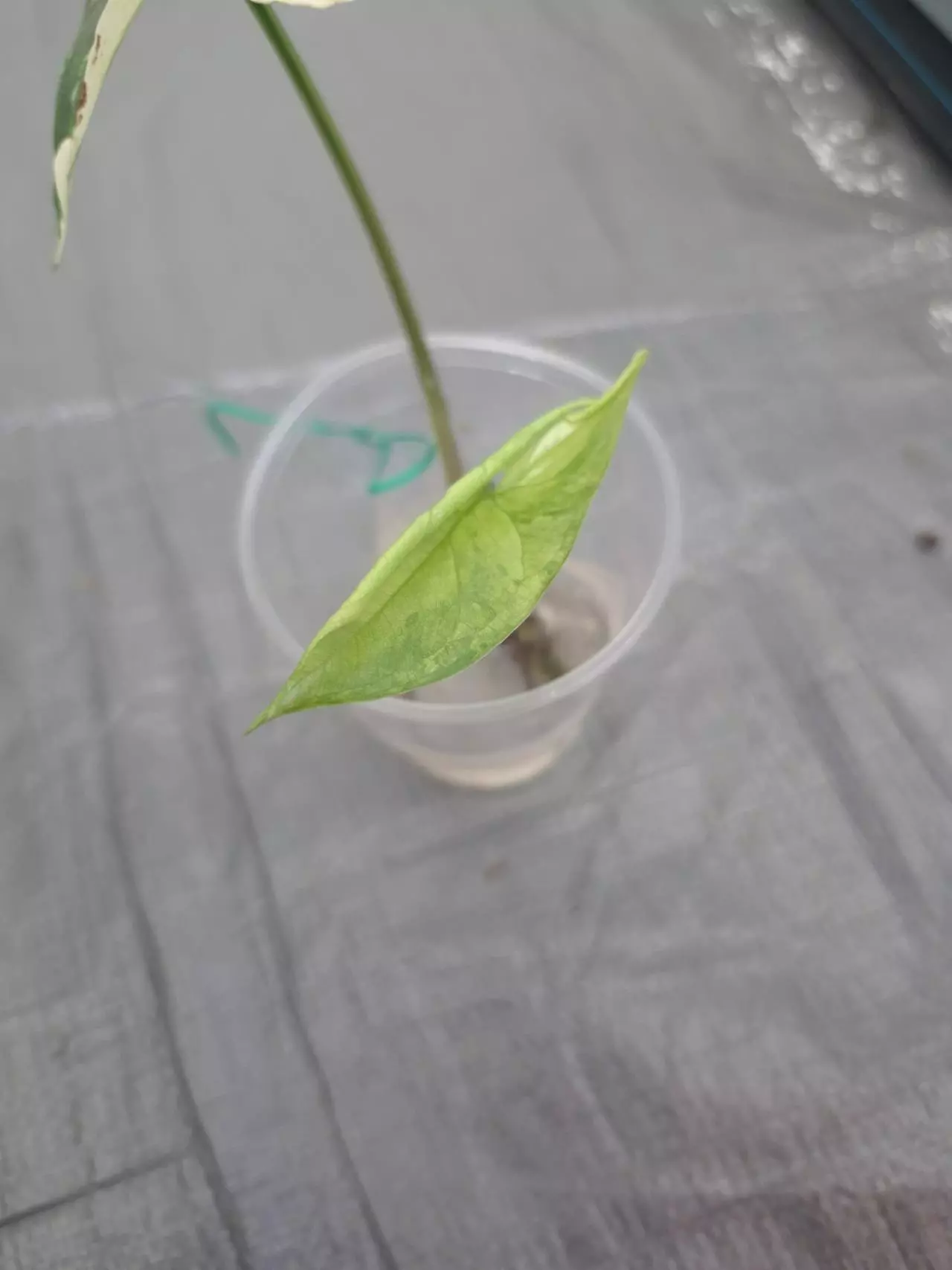 plant/Syngonium Albo 1 Leaf 🍃 cutting-1