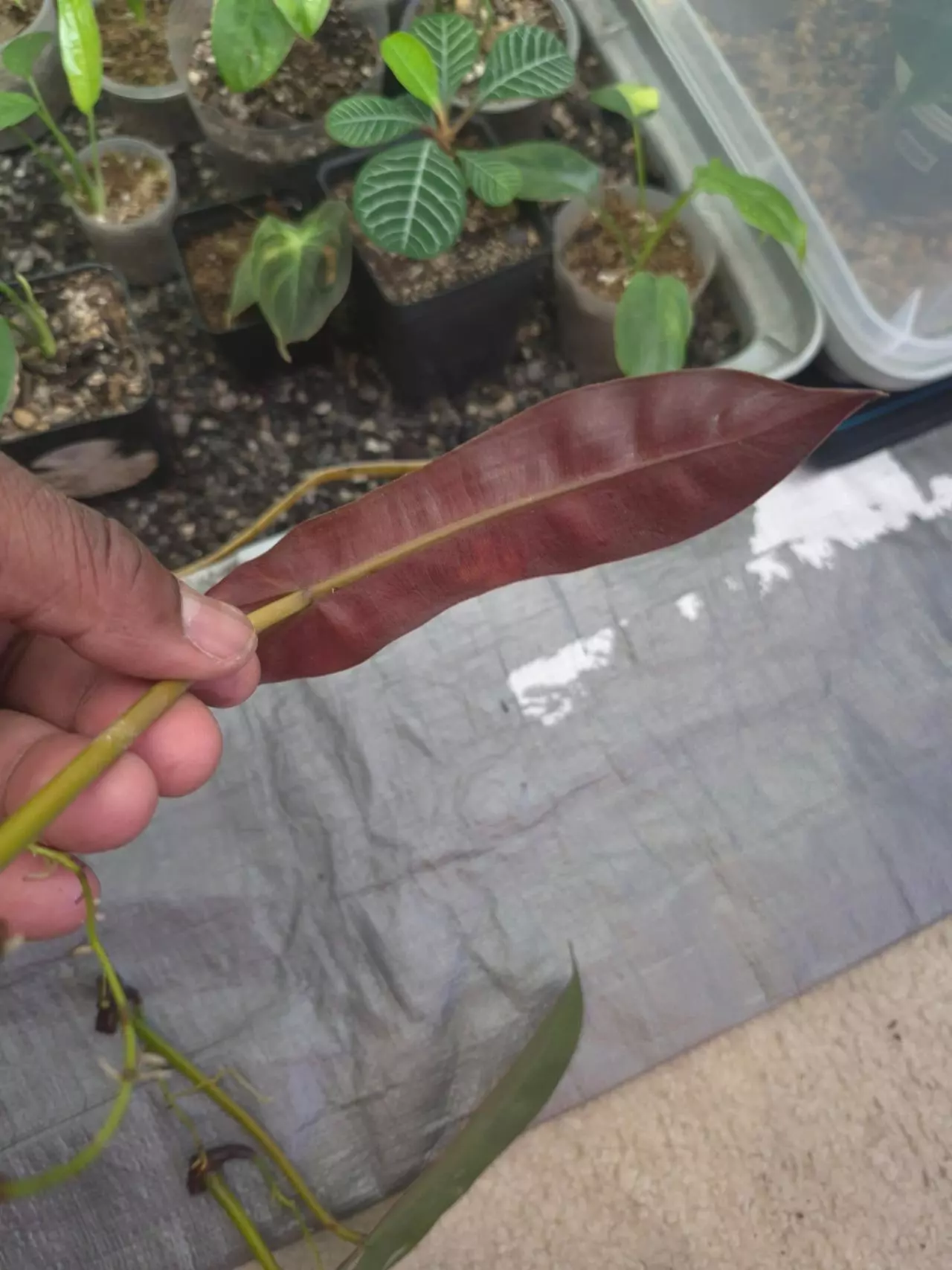 plant/Philodendron Atabapoense 1 Leaf water (rooting) cutting.-1