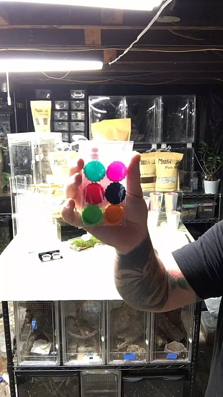 plant/Silicone Feeder Dish 6 pack-1