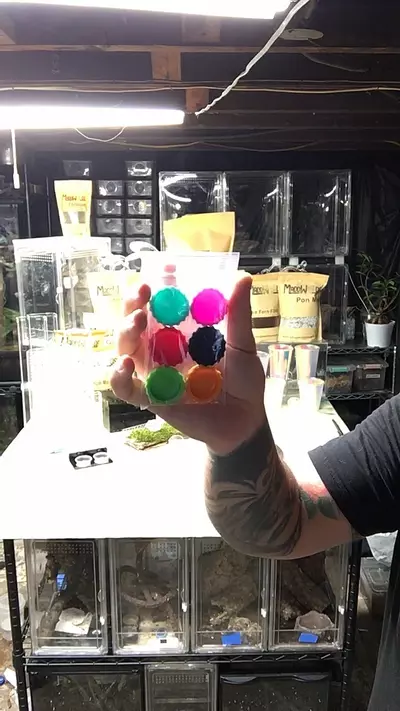 plant/Silicone Feeder Dish 6 pack-1-thumbnail