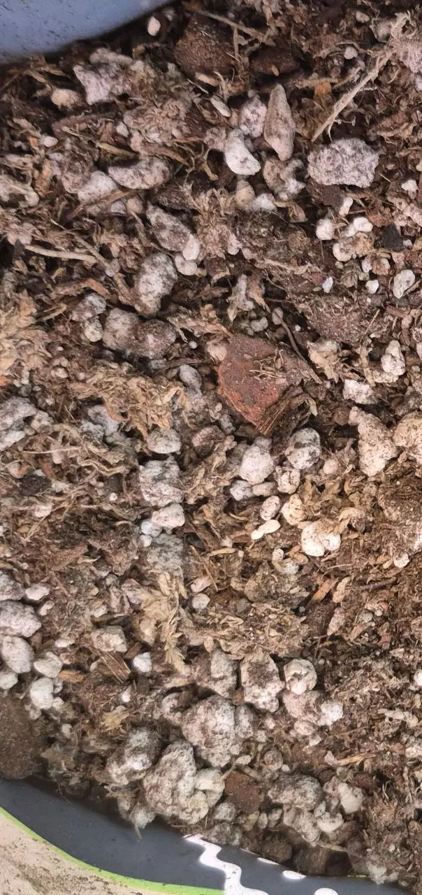 plant/MR. PHOTOSYNTHESIS Funky Chunky Aroid Mix-0