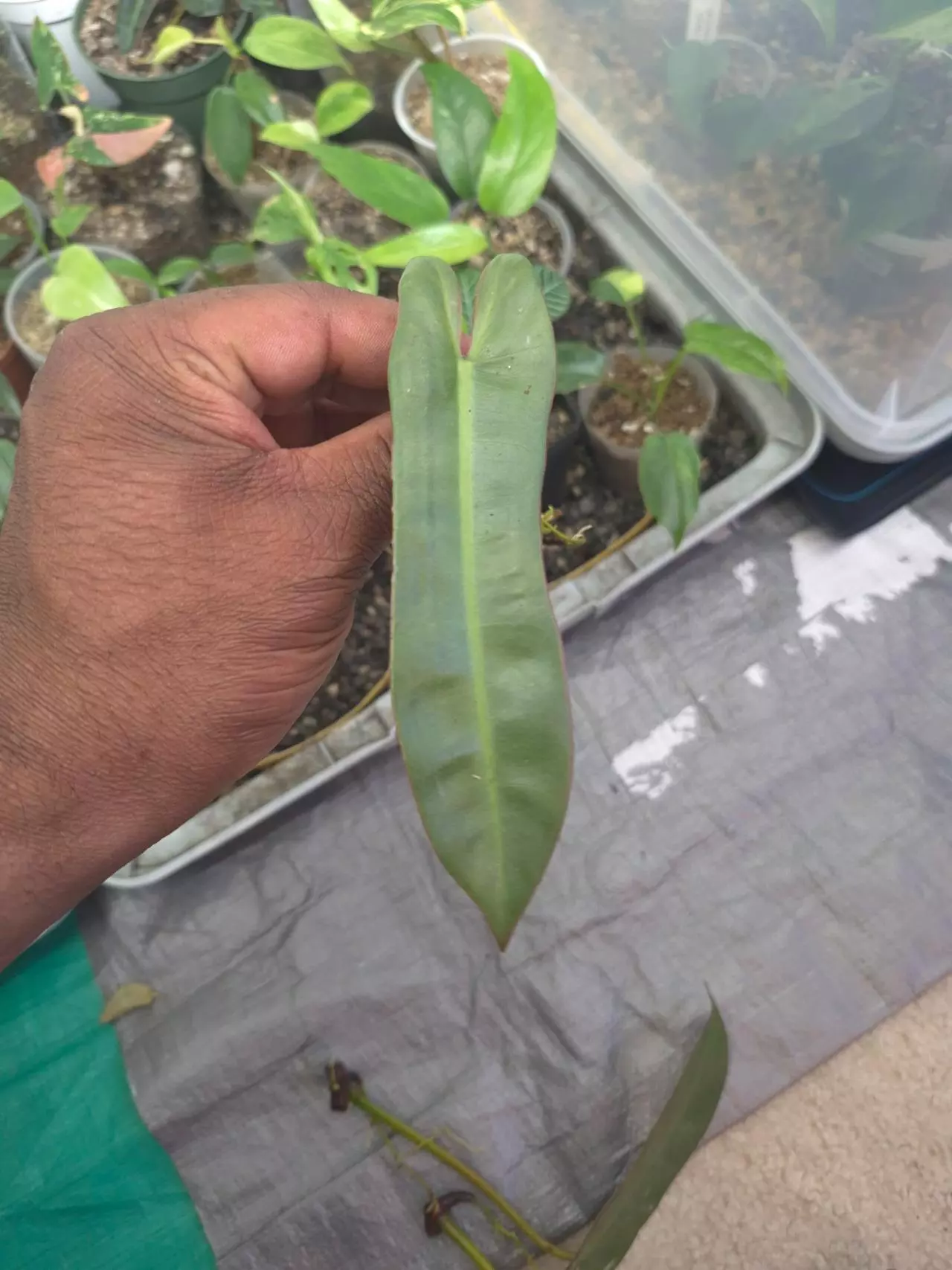 plant/Philodendron Atabapoense 1 Leaf water (rooting) cutting.-0